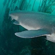 Самые большие акулы в мире (фото, видео)